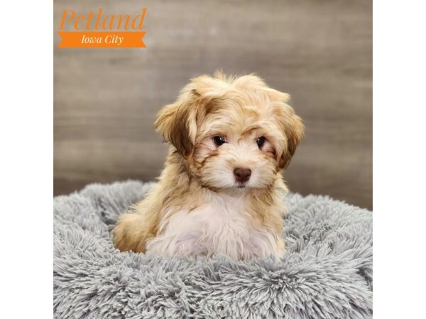 Havanese Dog Female 18635 Petland Iowa City, Iowa