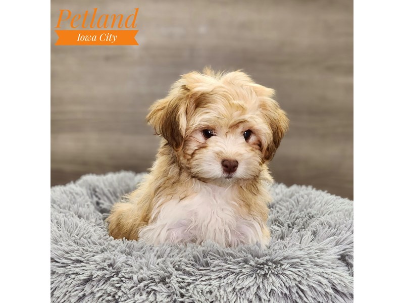 Havanese Dog Female 18635