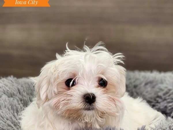 Maltese Dog Female wh 18632 Petland Iowa City, Iowa