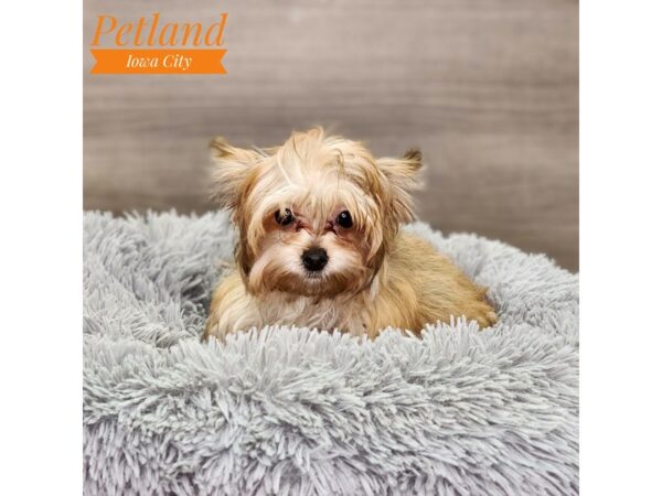 Morkie Dog Male gld 18631 Petland Iowa City, Iowa