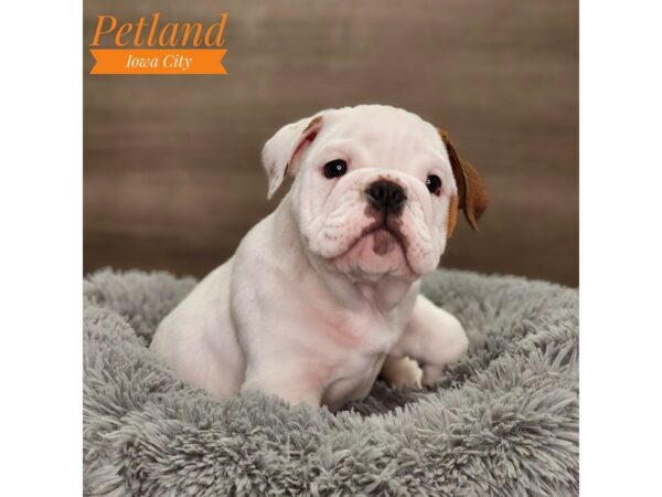 English Bulldog Dog Male White / Red 18636 Petland Iowa City, Iowa