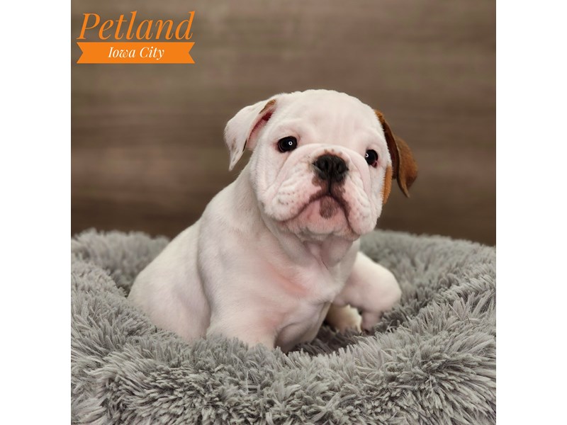 English Bulldog Dog Male White / Red 18636