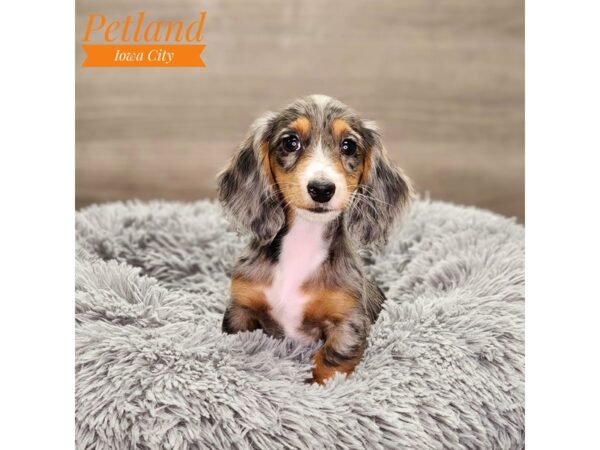 Dachshund Dog Female Blue 18637 Petland Iowa City, Iowa