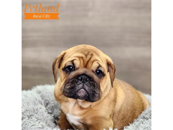 Bulldog/Mini Bulldog Dog Female Red Fawn 18639 Petland Iowa City, Iowa