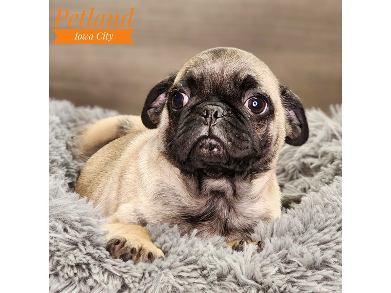 Pug Dog Male Fawn 18499