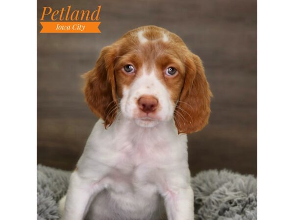 Brittany Dog Female 18511 Petland Iowa City, Iowa