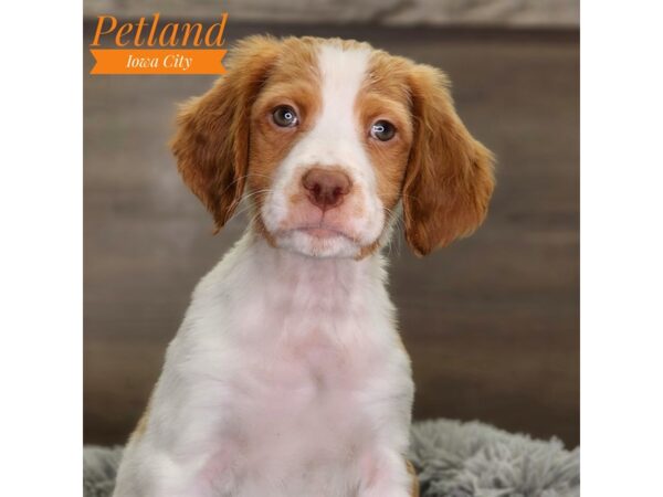 Brittany Dog Male 18510 Petland Iowa City, Iowa