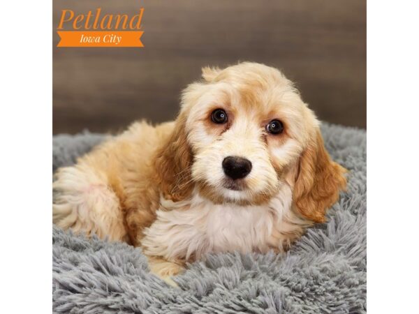 Goldendoodle Mini 2nd Gen Dog Female Golden 18537 Petland Iowa City, Iowa