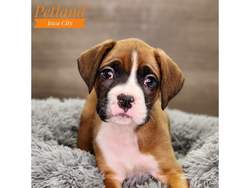 Boxer Dog Male fn 18546