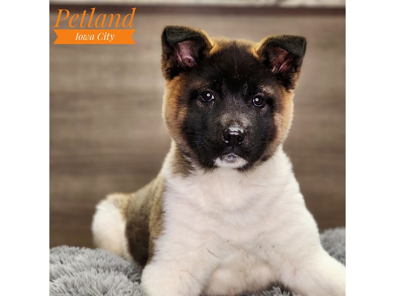Akita Dog Female Black / White 18556