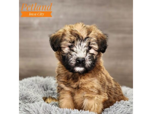 Soft Coated Wheaten Terrier Dog Male Wheaten 18561 Petland Iowa City, Iowa