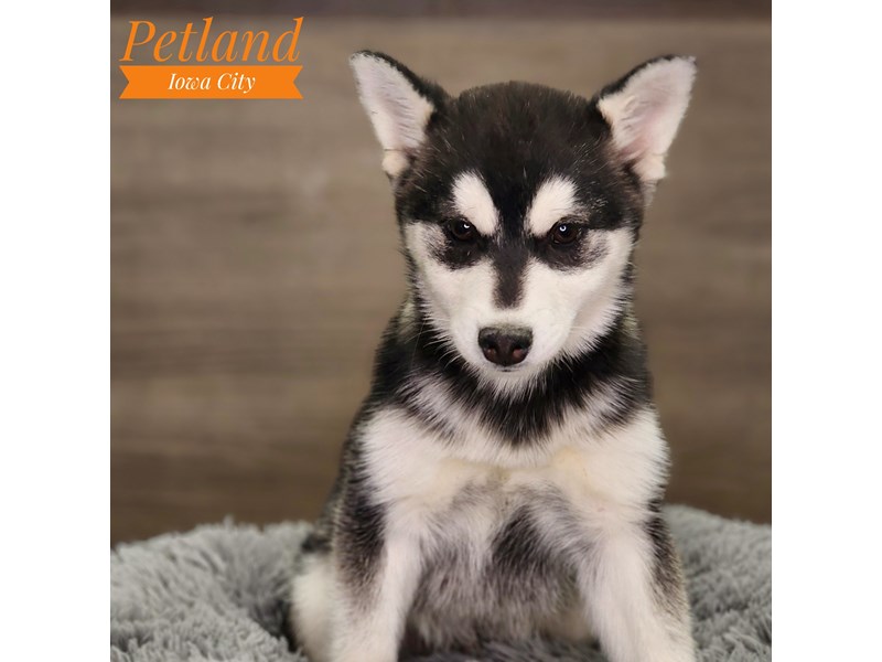 puppies for sale in quad cities
