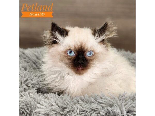 Ragamuffin Cat Male 18552 Petland Iowa City, Iowa