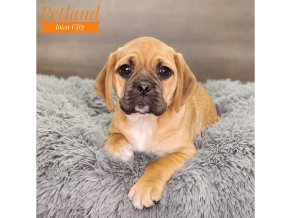 Puggle Dog Male Fawn 18570 Petland Iowa City, Iowa