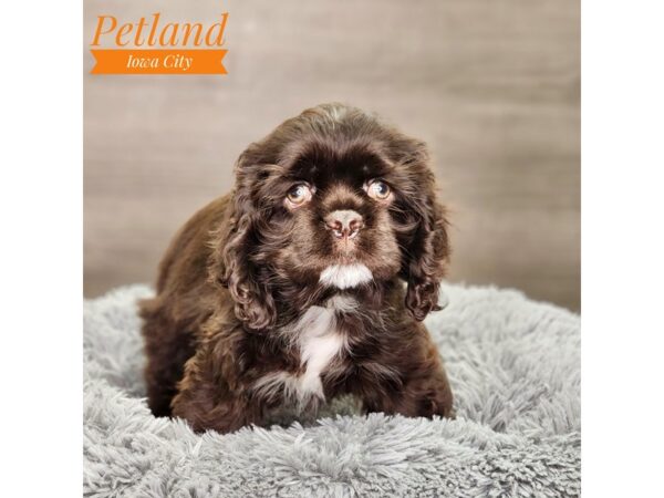 Cocker Spaniel Dog Female Chocolate 18569 Petland Iowa City, Iowa