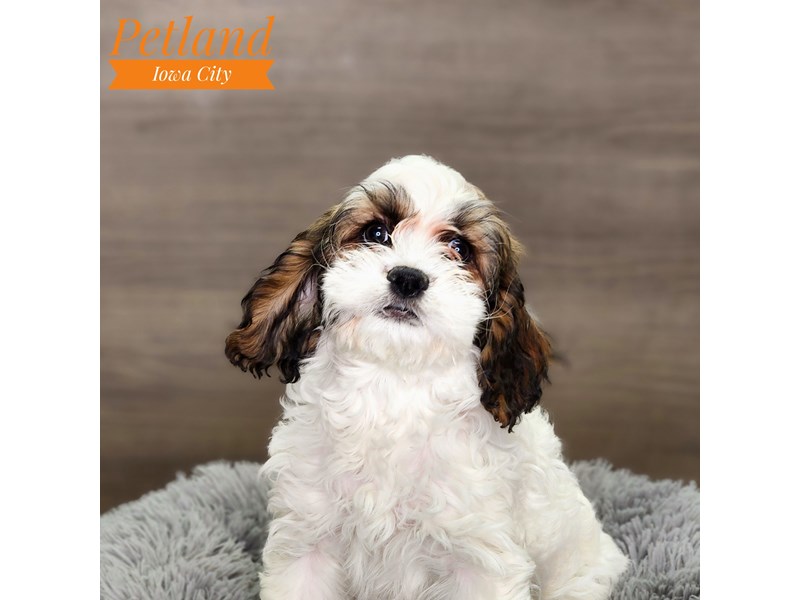 Cock A Poo Dog Female White / Chocolate 18574
