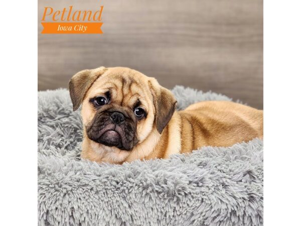 Mini Bulldog-Dog-Female-Rd Blk Msk-18578-Petland Iowa City, Iowa