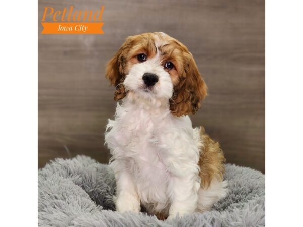 Cockapoo Dog Male White / Chocolate 18575 Petland Iowa City, Iowa