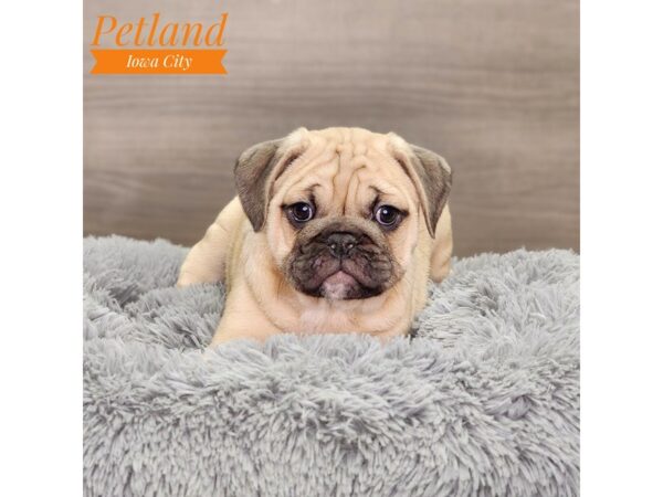 Mini Bulldog-Dog-Male-Fwn, Blk Msk-18579-Petland Iowa City, Iowa