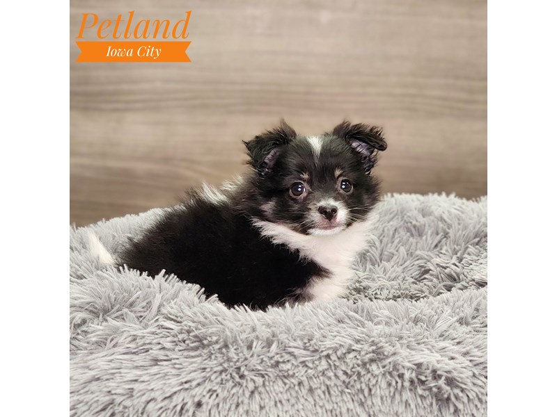 Pomeranian Dog Female Blk/Wh 18581