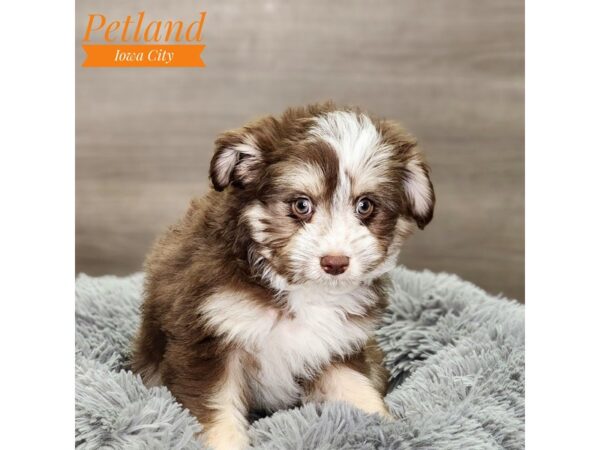 Mini Schnauzer/Mini Australian Shepherd Dog Male Chocolate / White 18587 Petland Iowa City, Iowa