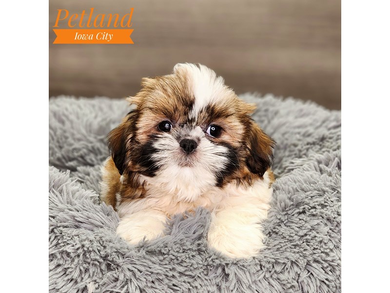 Shih Tzu Dog Female Brown / White 18598