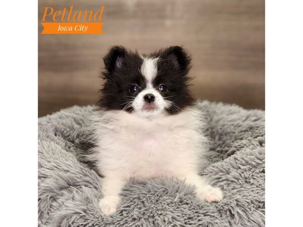 Pomeranian Dog Female Black / White 18595 Petland Iowa City, Iowa