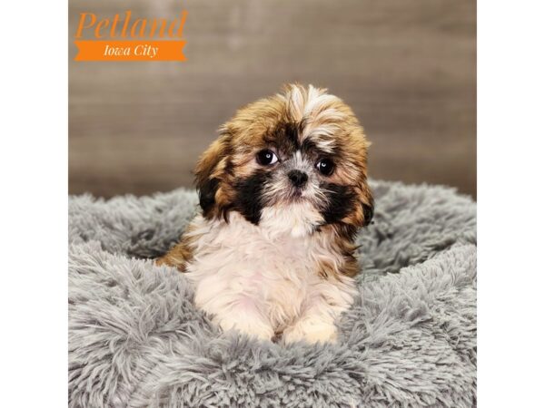 Shih Tzu Dog Female Brown / White 18599 Petland Iowa City, Iowa