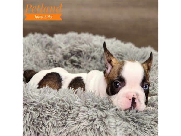 French Bulldog Dog Male Fawn / White 18619 Petland Iowa City, Iowa