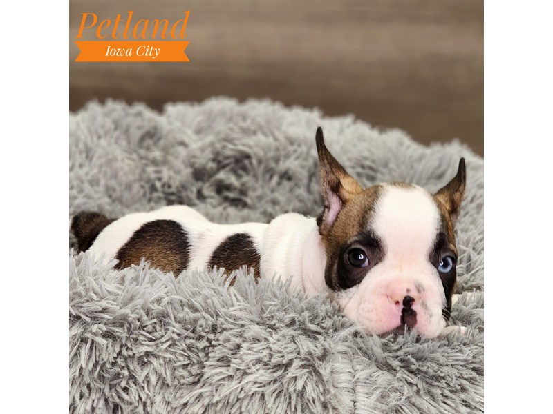 French Bulldog Dog Male Fawn / White 18619