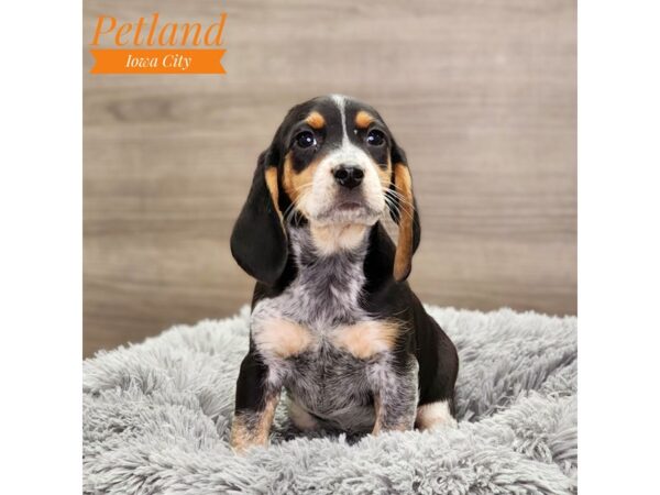 Beagle Dog Female Tri-Colored 18626 Petland Iowa City, Iowa