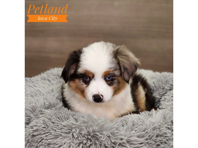 Australian Shepherd Dog Male Blue Merle 18625