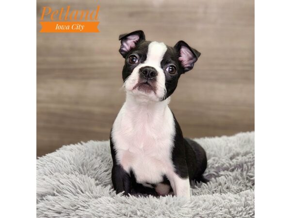 Boston Terrier Dog Male Black / White 18622 Petland Iowa City, Iowa