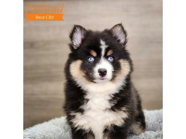 Pomsky Dog Female Black 18630 Petland Iowa City, Iowa