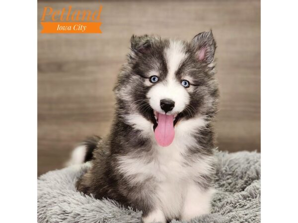 Huskimo-Dog-Male-Black / White-18647-Petland Iowa City, Iowa