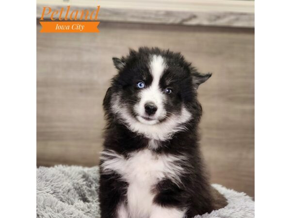 Huskimo Dog Female Black / White 18646 Petland Iowa City, Iowa