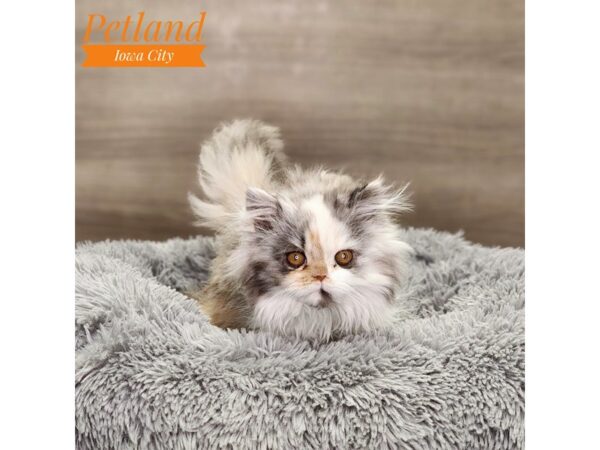 Exotic Short Hair Cat Female Dilute Calico 18645 Petland Iowa City, Iowa