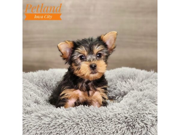 Yorkshire Terrier Dog Female Black / Tan 18644 Petland Iowa City, Iowa