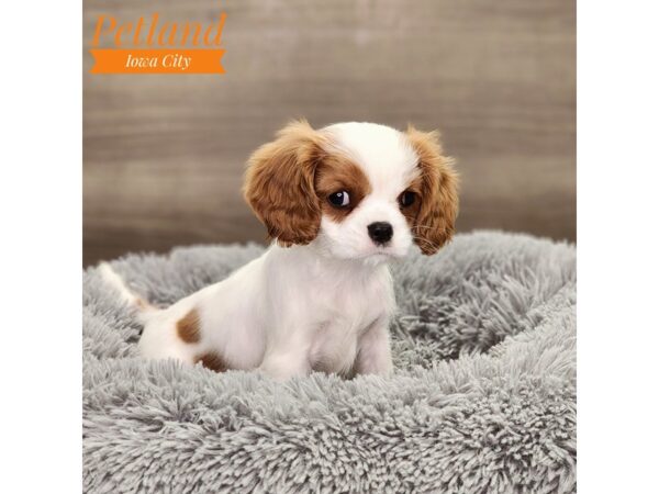 Cavalier King Charles Spaniel-Dog-Male-Blenheim-18642-Petland Iowa City, Iowa