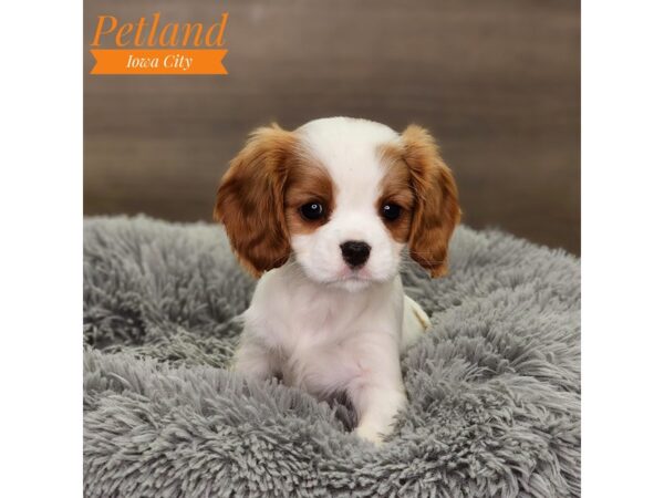 Cavalier King Charles Spaniel-Dog-Female-Blenheim-18641-Petland Iowa City, Iowa