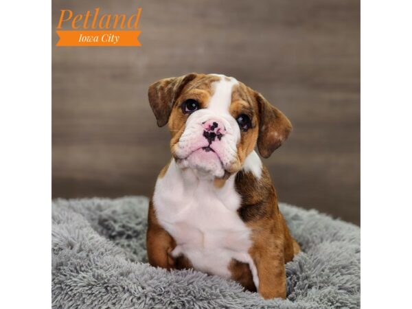 Victorian Bulldog Dog Male Red / White 18620 Petland Iowa City, Iowa