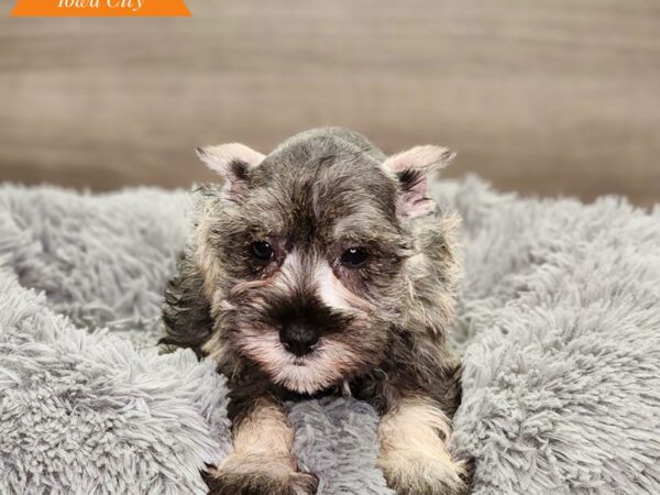 Miniature Schnauzer Dog Female slt & ppr 18653 Petland Iowa City, Iowa