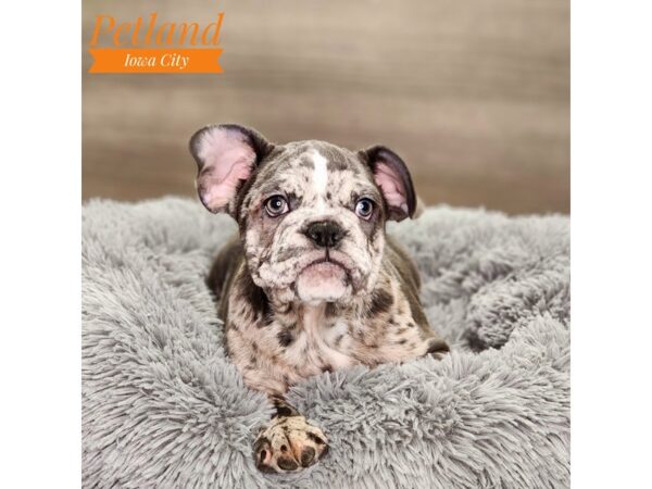 French/English Bulldog-Dog-Female-bl mrl-18613-Petland Iowa City, Iowa