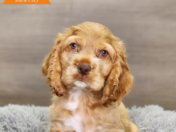 Cocker Spaniel Dog Male Apricot 18649 Petland Iowa City, Iowa