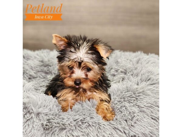 Yorkshire Terrier Dog Female blk & gld 18651 Petland Iowa City, Iowa