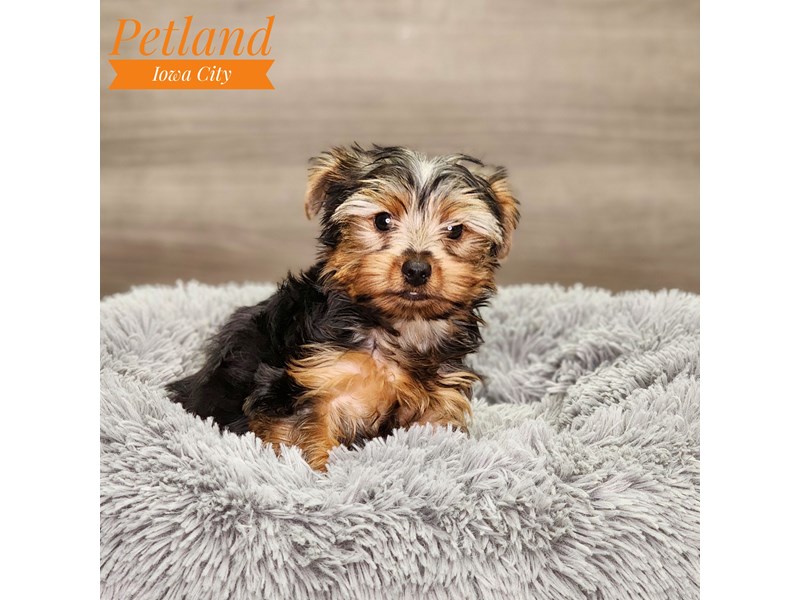 Yorkshire Terrier Dog Male blk & gld 18650