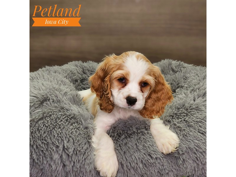 Cocker Spaniel Dog Female White / Buff 18648