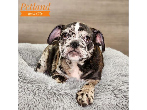 French/English Bulldog Dog Male blk slvr mrl 18612 Petland Iowa City, Iowa