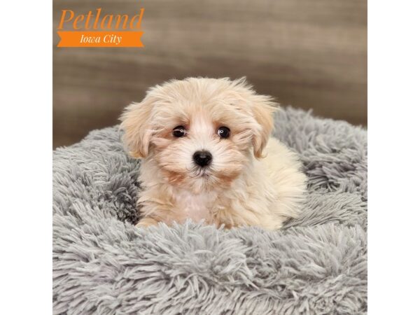 Havanese Dog Female 18663 Petland Iowa City, Iowa