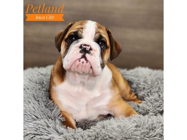 English Bulldog Dog Female rd fn, wh mkgs 18662 Petland Iowa City, Iowa